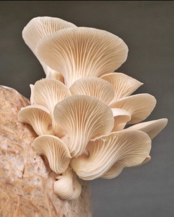 Oyster Mushrooms - Image 3
