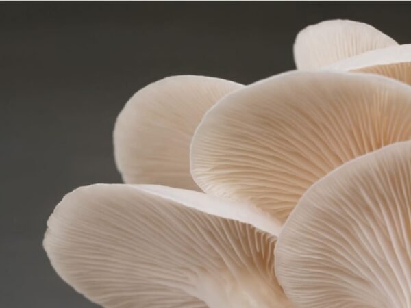 Oyster Mushrooms - Image 2