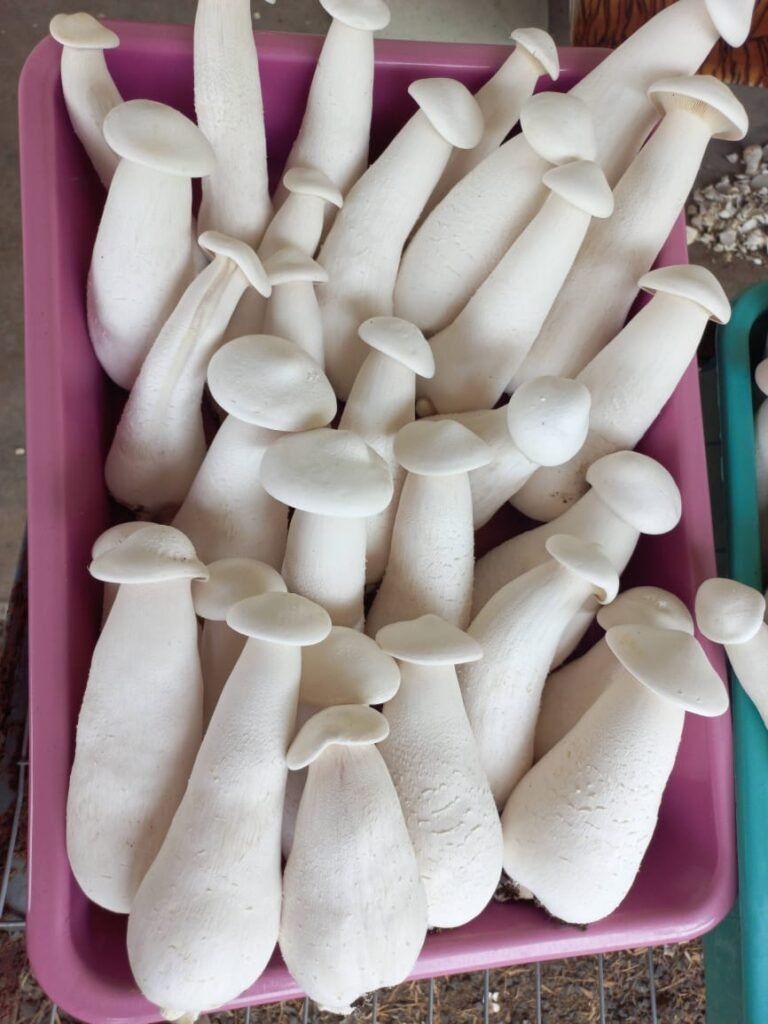 Milky Mushrooms