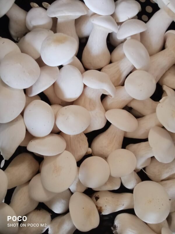 Milky Mushrooms - Image 2