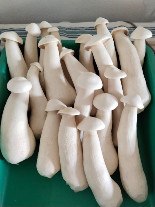 Milky Mushrooms - Image 3